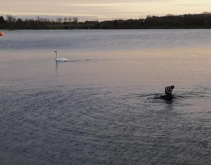 LOW MK - Swimmer + Swan